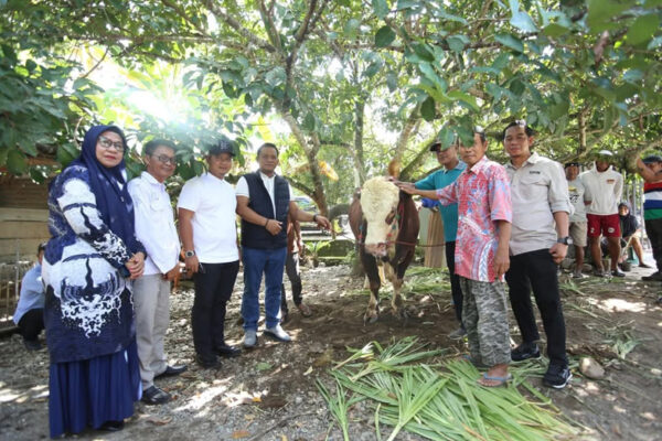 Berbobot 808 Kg, Bupati Patahudding Serahkan Bantuan Sapi Qurban Presiden ke Masyarakat Luwu